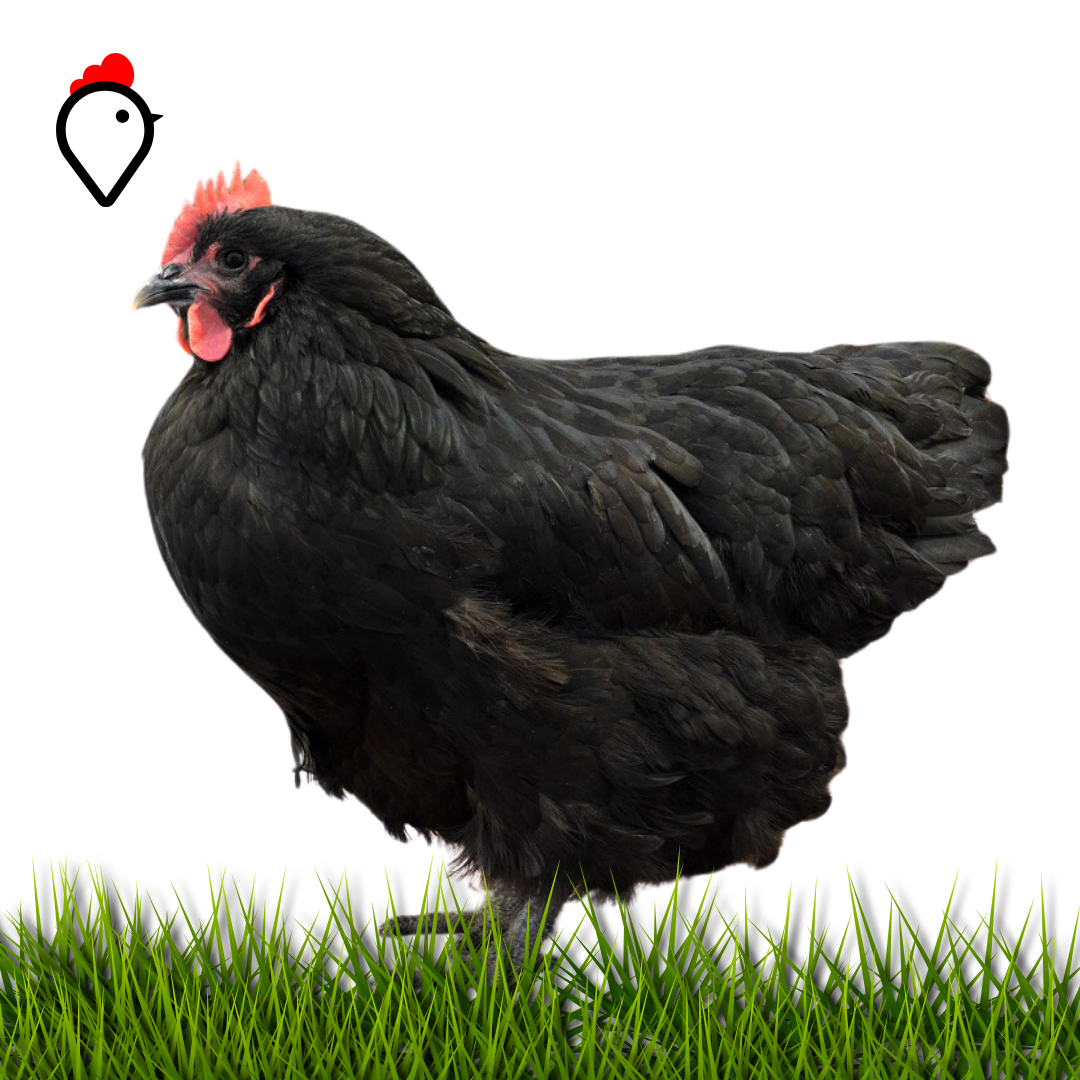 Australorp Yarka