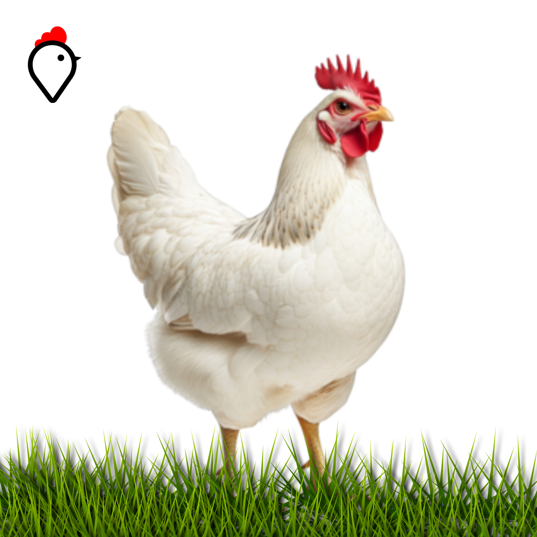 Etlik Tavuk Broiler